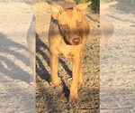 Small #17 American Pit Bull Terrier-Labrador Retriever Mix