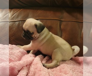 Pug Puppy for sale in SILVER SPRINGS, FL, USA