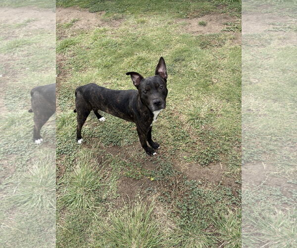 Medium Photo #3 American Pit Bull Terrier-Unknown Mix Puppy For Sale in Rowlett, TX, USA