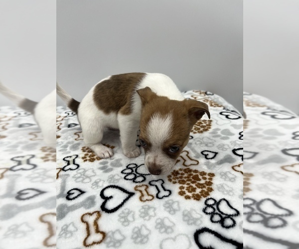 Medium Photo #14 Jack Chi Puppy For Sale in SAINT AUGUSTINE, FL, USA