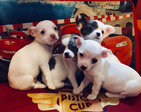 Medium Photo #1 Chihuahua Puppy For Sale in JOHNSTOWN, PA, USA