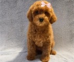 Puppy Luna Poodle (Miniature)