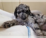 Small Photo #6 Labradoodle Puppy For Sale in SAN ANTONIO, TX, USA