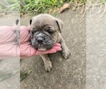 Puppy Puppy 4 Olde English Bulldogge