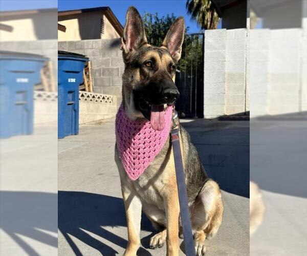Medium Photo #2 German Shepherd Dog-Unknown Mix Puppy For Sale in Las Vegas, NV, USA