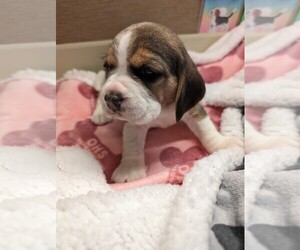 Beagle Puppy for sale in VALLEJO, CA, USA