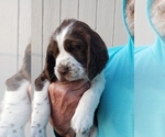 Small Photo #3 English Springer Spaniel Puppy For Sale in TENINO, WA, USA