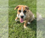 Small #1 Mutt