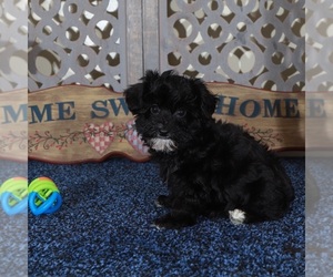 YorkiePoo Puppy for sale in MOUNT VERNON, OH, USA