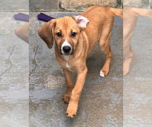 German Shepherd Dog-Unknown Mix Dogs for adoption in Rustburg, VA, USA