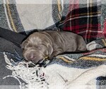 Small Photo #11 Labrador Retriever Puppy For Sale in PALMYRA, VA, USA