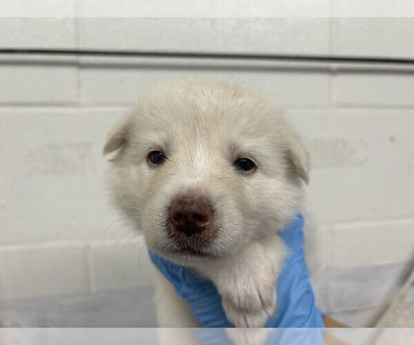 Medium Photo #1 German Shepherd Dog-Unknown Mix Puppy For Sale in San Bernardino, CA, USA