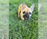Small Photo #2 French Bulldog Puppy For Sale in COLUMBIA, MO, USA