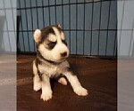 Small Photo #2 Siberian Husky Puppy For Sale in UPLAND, CA, USA