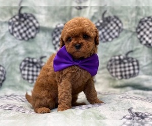 Cavalier King Charles Spaniel-Cavapoo Mix Puppy for sale in LAKELAND, FL, USA