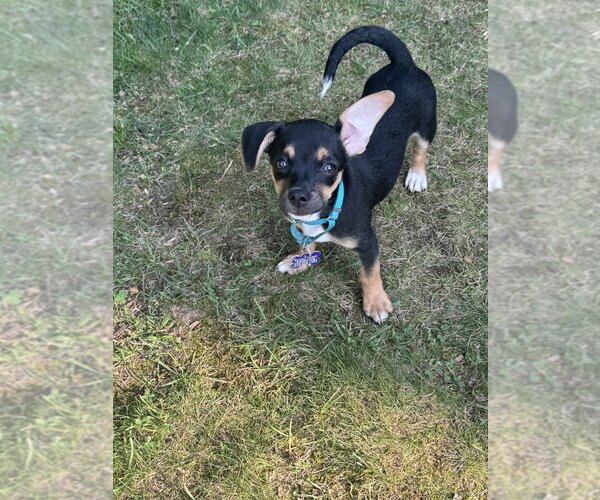 Medium Photo #4 Mutt Puppy For Sale in Oak Bluffs, MA, USA