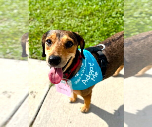 Medium Photo #6 Beagle-Unknown Mix Puppy For Sale in Tampa, FL, USA