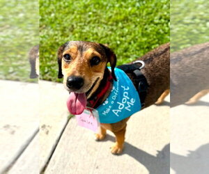 Sara Lee - Female Beagle-Unknown Mix Dog for Adoption - Photo #6