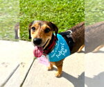 Small #5 Beagle Mix