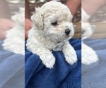 Puppy Peyton Maltipoo
