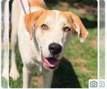 A.J. - Male Mutt Dog for Adoption - Small photo