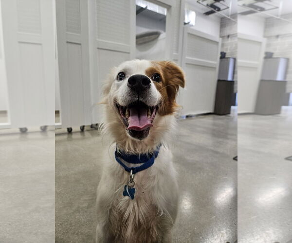 Medium Photo #1 Brittany-Unknown Mix Puppy For Sale in Plainfield, IL, USA