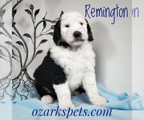 Medium Photo #2 Sheepadoodle Puppy For Sale in SEYMOUR, MO, USA