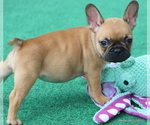 Small #6 French Bulldog