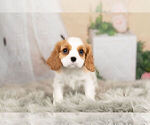 Puppy 5 Cavalier King Charles Spaniel