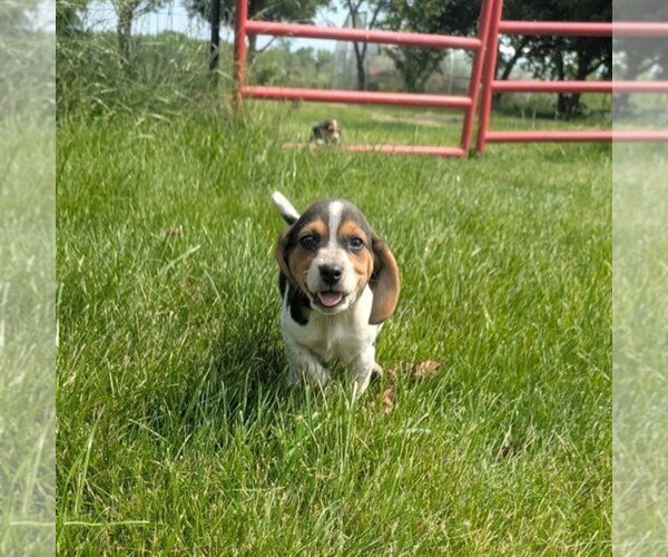 Medium Photo #2 Beagle Puppy For Sale in BRITTON, MI, USA