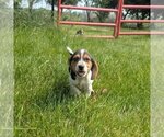 Small #1 Beagle