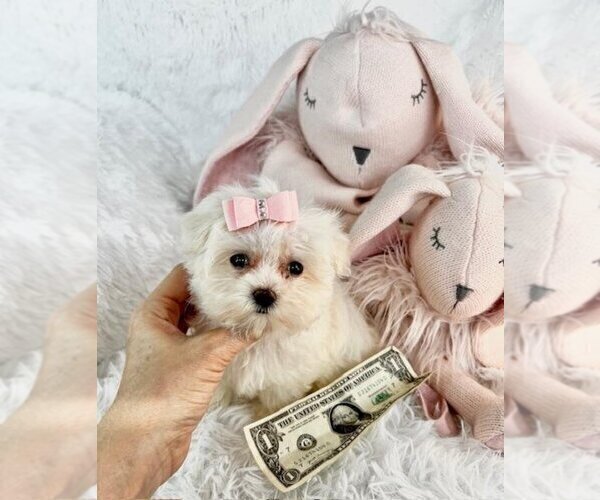 Medium Photo #3 Morkie Puppy For Sale in WEST PALM BEACH, FL, USA