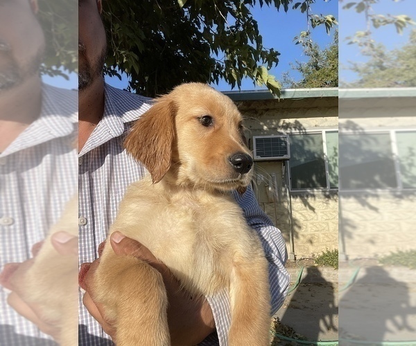 Medium Photo #6 Golden Retriever Puppy For Sale in MADERA, CA, USA