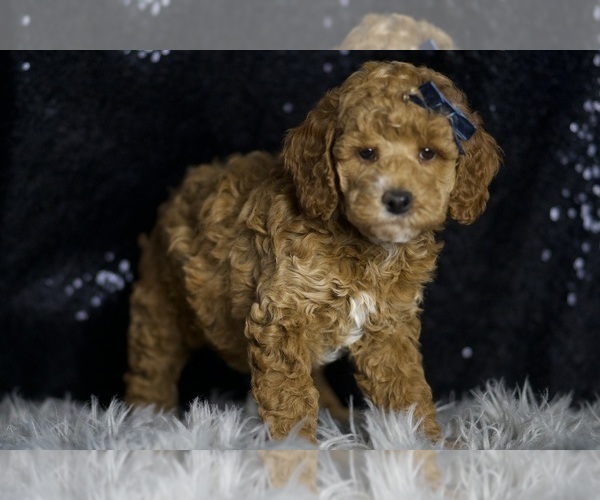 Medium Photo #5 Goldendoodle (Miniature) Puppy For Sale in WARSAW, IN, USA