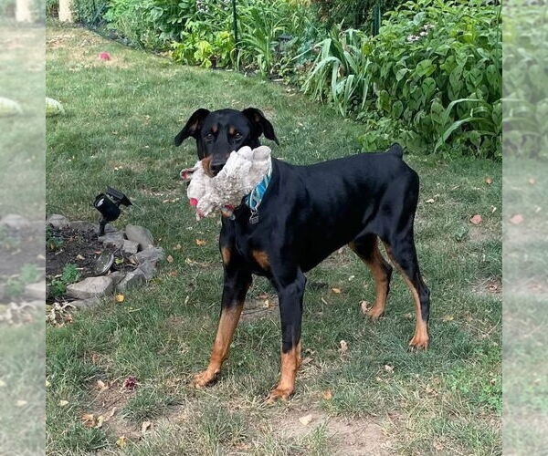 Medium Photo #2 Doberman Pinscher-Unknown Mix Puppy For Sale in Rochester, NY, USA