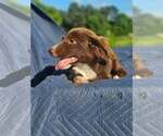 Small #5 Australian Shepherd-Chihuahua Mix