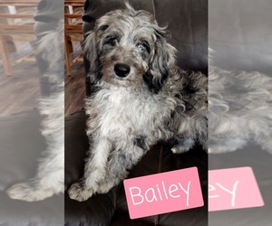F2 Aussiedoodle Puppy for sale in LEBANON, OR, USA