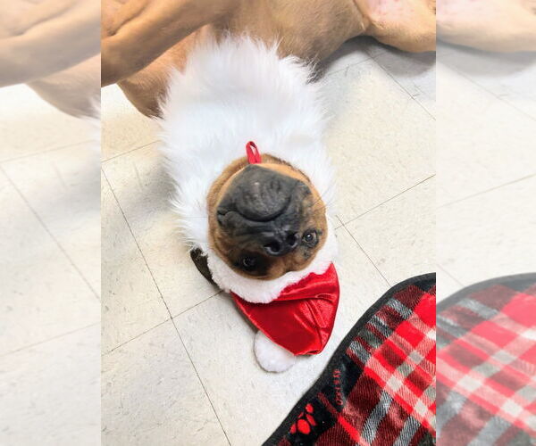 Medium Photo #3 Boxer-Unknown Mix Puppy For Sale in Bryant, AR, USA