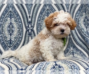 ShihPoo Puppy for sale in LAKELAND, FL, USA