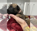 Small Photo #222 Belgian Malinois Puppy For Sale in REESEVILLE, WI, USA