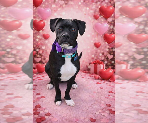 Medium Photo #5 Mutt Puppy For Sale in Springdale, PA, USA