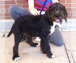 Small #1 Mutt