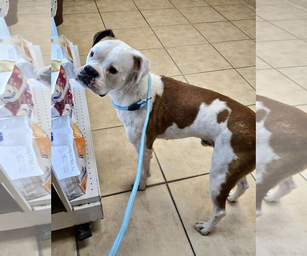 Medium Photo #4 Boxer Puppy For Sale in Dumont, NJ, USA