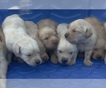 Small #7 Golden Labrador