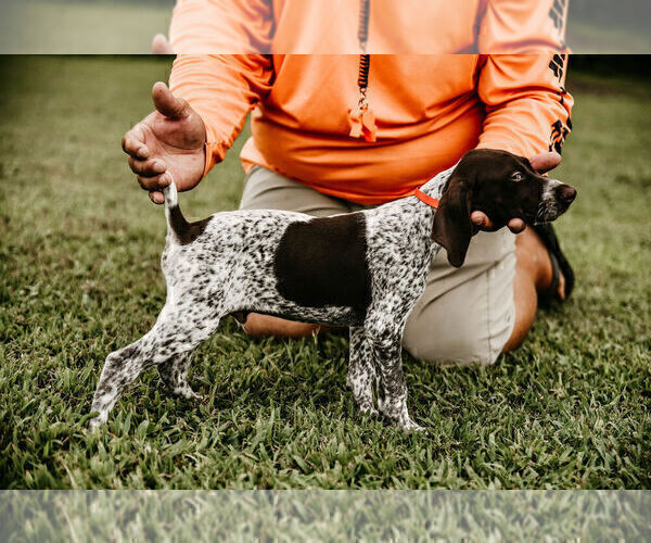Medium Photo #1 German Shorthaired Pointer Puppy For Sale in GAINESVILLE, GA, USA