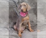 Small Photo #38 Doberman Pinscher Puppy For Sale in POMEROY, OH, USA