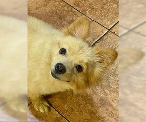 Tucker  PUPPY - Male Pomeranian-Unknown Mix Dog for Adoption - Photo #10