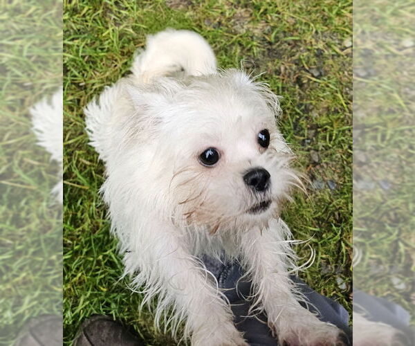 Medium Photo #3 ShiChi Puppy For Sale in Olalla, WA, USA