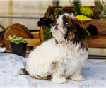 Small #5 Shih Tzu