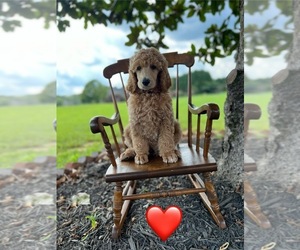 Poodle (Standard) Puppy for sale in ROCK HILL, SC, USA